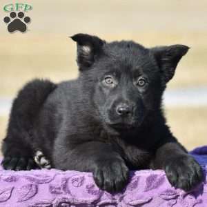 Jinger, German Shepherd Puppy